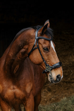 Norton Pro hackamore hoofdstel zwart