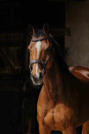 Norton Pro hackamore hoofdstel havanna
