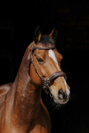 Norton Pro hackamore hoofdstel havanna