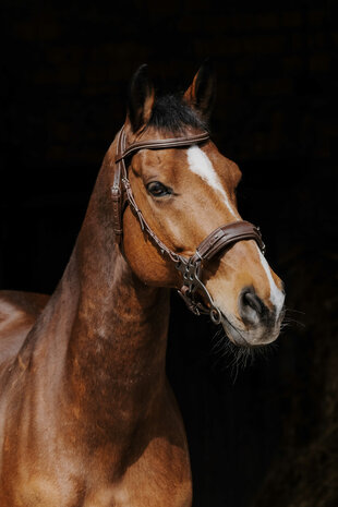 Norton Pro hackamore hoofdstel havanna