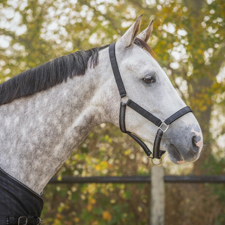QHP Halsterset Turnout Collectie