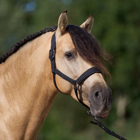 Imperial Riding Halster Sparkle