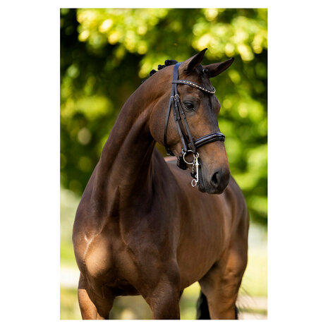 BR Stang & Trens Hoofdstel Wendover