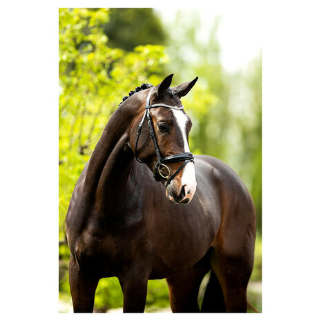 BR Hoofdstel Plymouth