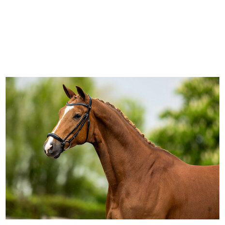 BR Hoofdstel Hereford