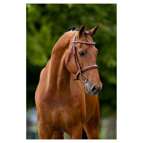 BR Hunter Hoofdstel Oxford