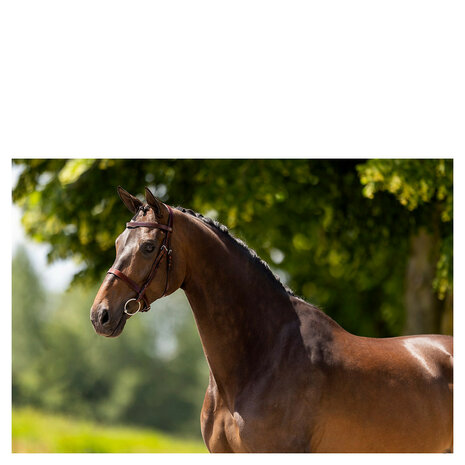 BR Hunter Hoofdstel Kempston