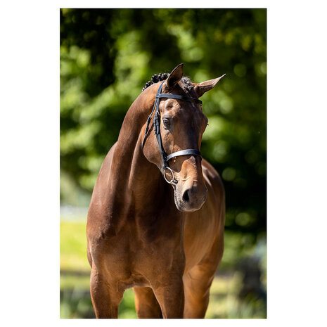 BR Hunter Hoofdstel Kempston