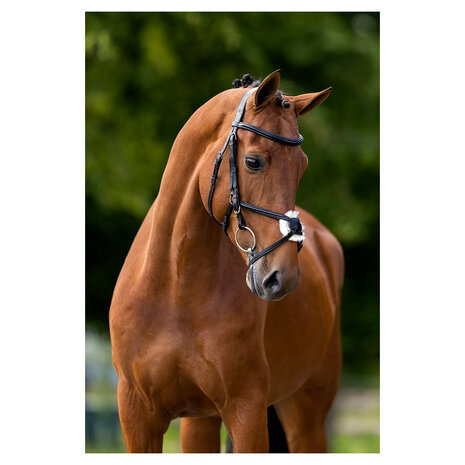 BR Mexicaans Hoofdstel Grantham