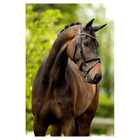 BR Hoofdstel Cambridge