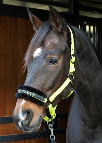 Harry's Horse halster Lyrics Quotes HEY BIG SPENDER lime