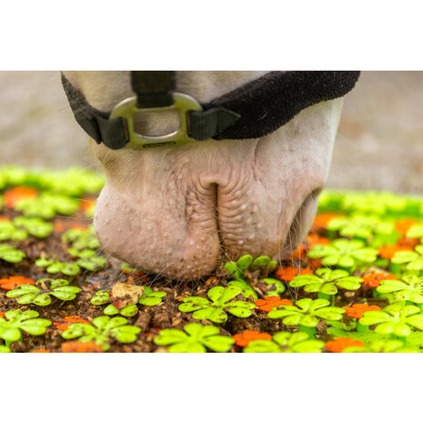 Excellent Snuffelmat