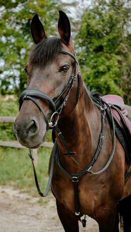 Norton Endurance Hoofdstel Pop