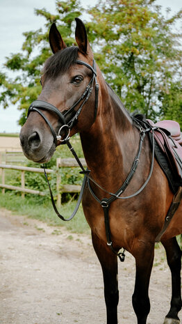 Norton Endurance Hoofdstel Pop