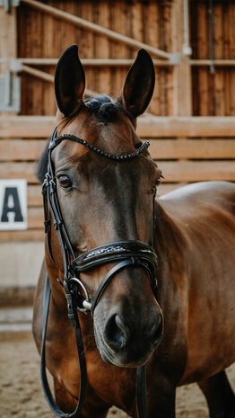Norton Hoofdstel Royal