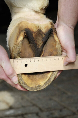 HKM Hoefschoenen