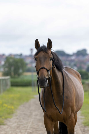 Norton Touwhalster met Teugels