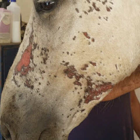 Animaderm Cutene Herstellende Cr&egrave;me
