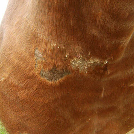 Animaderm Cutene Herstellende Cr&egrave;me