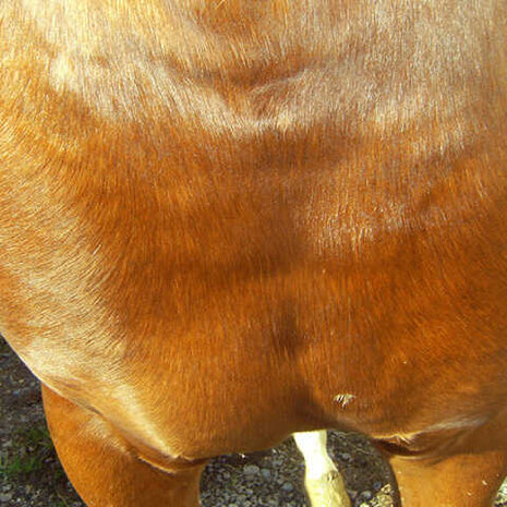 Animaderm Cutene Herstellende Cr&egrave;me