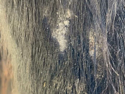 Animaderm Tea Tree Shampoo 500 ml