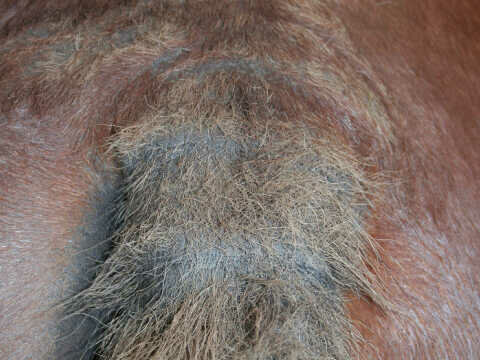 Animaderm Tea Tree Shampoo 500 ml