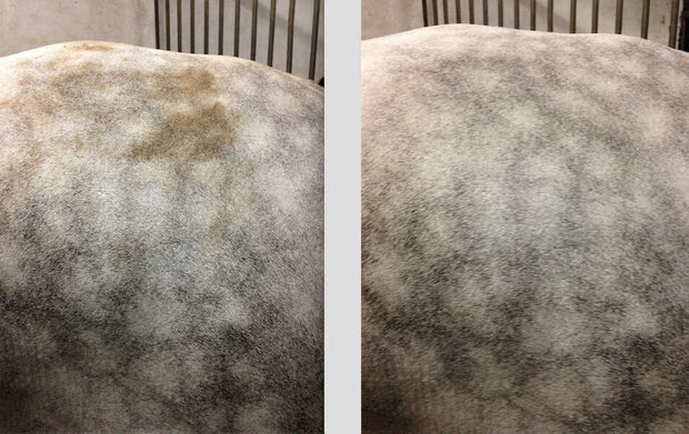 Ravene Easy Shine Mouss 200 ml