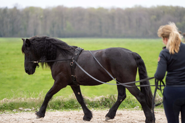 Imperial Riding lange lijnen Free Ride
