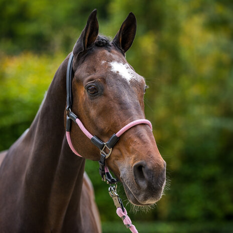 HV Polo halster Franka