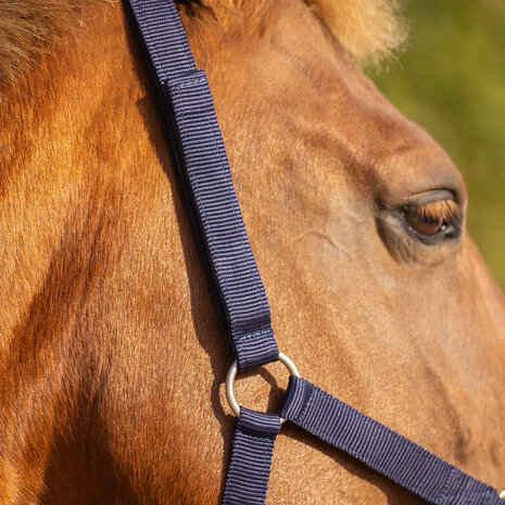 QHP veiligheids halster gevoerd blauw