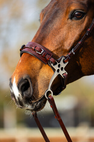 BR bitloos hackamore hoofdstel Thornbury