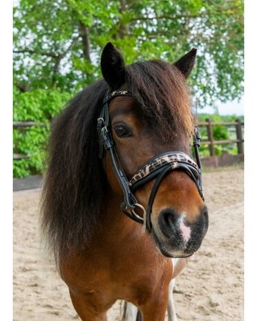 HB hoofdstel Showtime Luipaard little sizes
