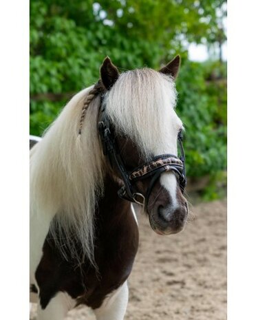 HB hoofdstel Showtime Luipaard little sizes