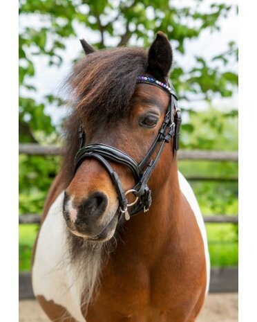 HB hoofdstel Showtime Petit Royal little sizes