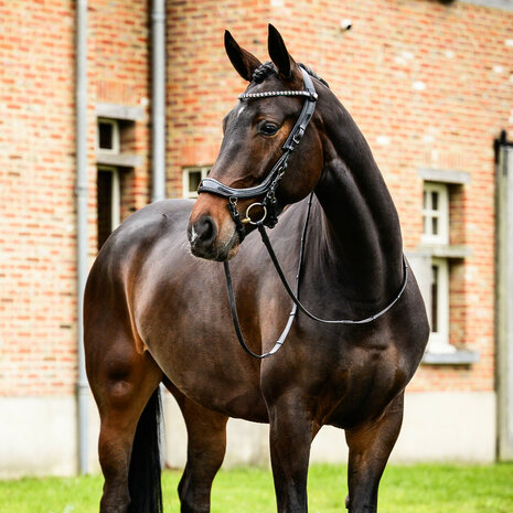 PresTeq Hoofdstel FaySport Glitter