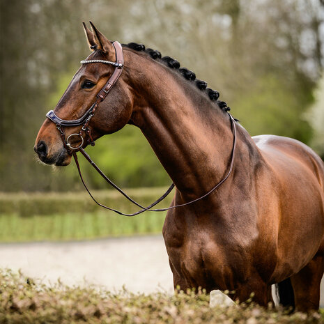 PresTeq Hoofdstel FaySport Glitter