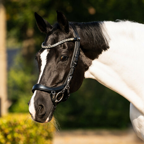 PresTeq hoofdstel FaySport Shine