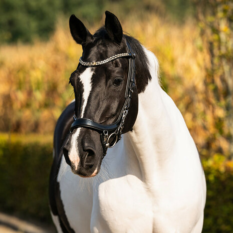 PresTeq hoofdstel FaySport Shine