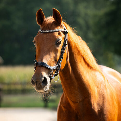 PresTeq hoofdstel FaySport Shine