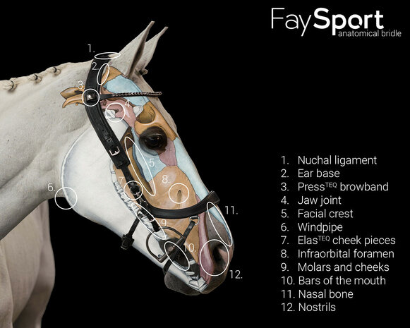 PresTeq hoofdstel FaySport