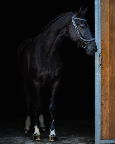 PresTeq hoofdstel FaySport Classic