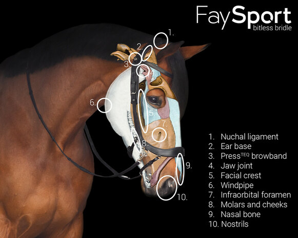 PresTeq bitloos hoofdstel FaySport
