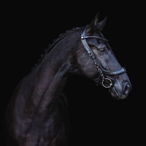 PresTeq hoofdstel FaySport Blackpearl