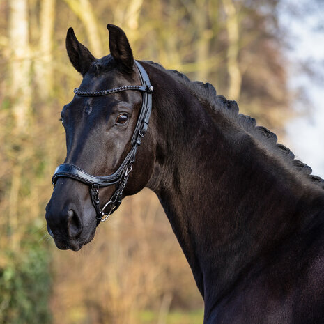 PresTeq hoofdstel FaySport Blackpearl
