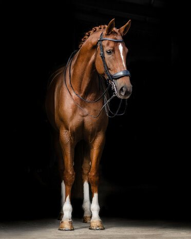 PresTeq hoofdstel stang & trens FayPerform