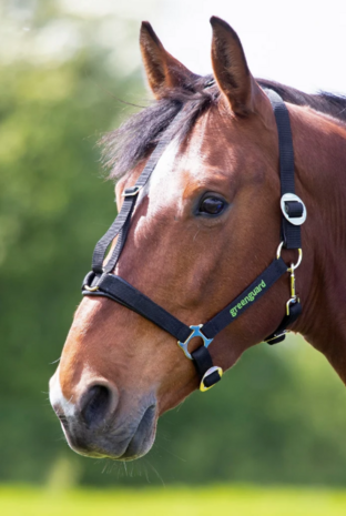 GreenGuard halster