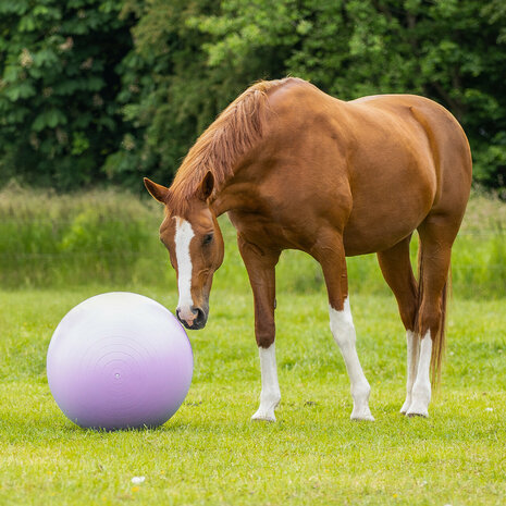 QHP paardenvoetbal two-tone