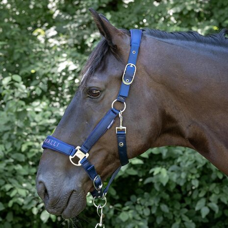 Harry's Horse Halsterset Denici Cavalli Purple Passion Satin