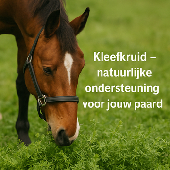 Kleefkruid voor paarden: Natuurlijke ondersteuning voor lymfe en meer Kleefkruid voor paarden: Natuurlijke ondersteuning voor lymfe en meer
