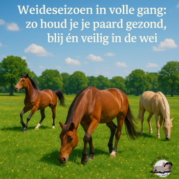Weideseizoen in volle gang: zo houd je je paard gezond blij én veilig in de wei Weideseizoen in volle gang: zo houd je je paard gezond blij én veilig in de wei